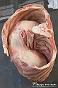 VBS_2650 - Torace con diaframma - Mostra Body Worlds